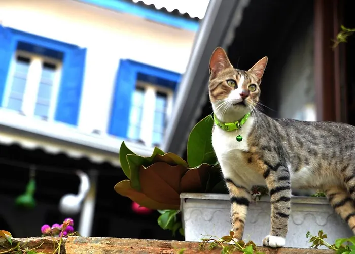 Selanik Szálloda Sirince